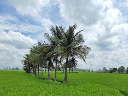 The row of high palm trees in the park against a cloudy sky