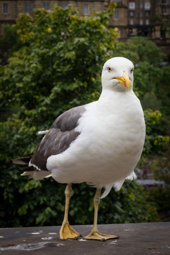 A vertical closeup shot of a seagull standing on a stone edge with green trees in the background