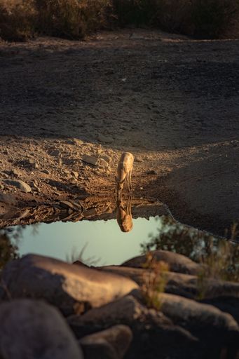 A buck drinking water from the pond in a game reserve in Africa surrounded by wild nature