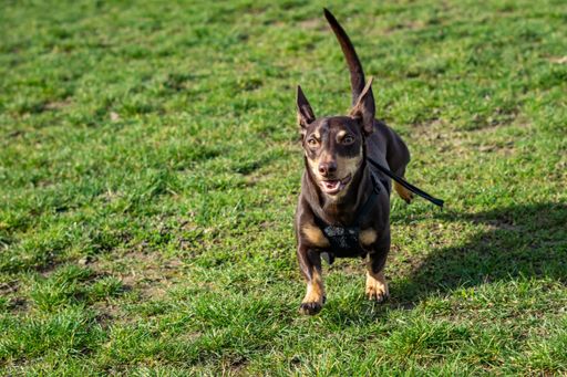 A closeup shot of a cute Lancashire Heeler dog jumping and playing on the sunny grass park in London