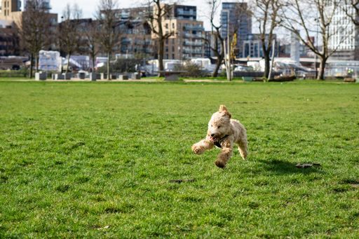 A closeup shot of a cute Cockapoo dog jumping and playing on the sunny grass park in London