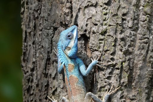 A closeup shot of a blue-headed agama lizard on a rough tree trunk against a blurred background