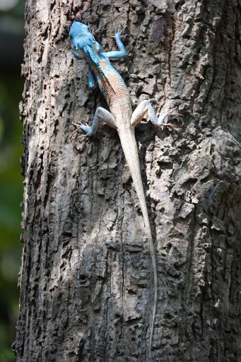 A vertical shot of a blue-headed agama lizard on a rough tree trunk against a blurred background