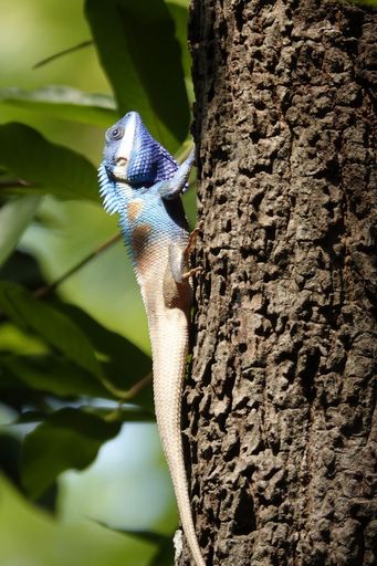 A vertical shot of a blue-headed agama lizard on a rough tree trunk against a blurred background