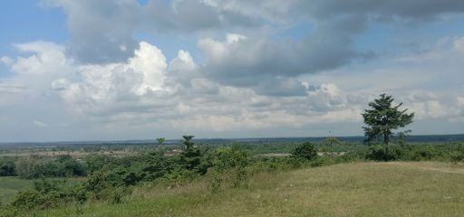 A panoramic shot of some trees growing on a field on a cloudy day.