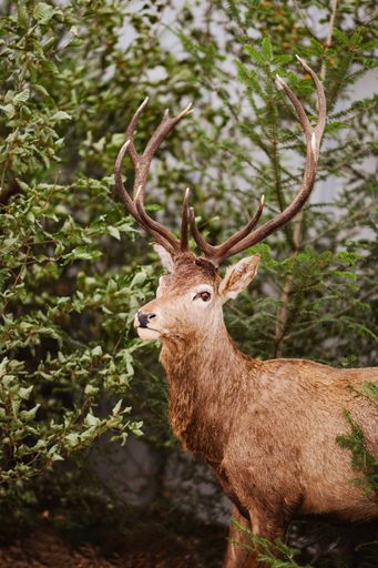 A vertical shot of a stuffed deer in a museum with trees behind