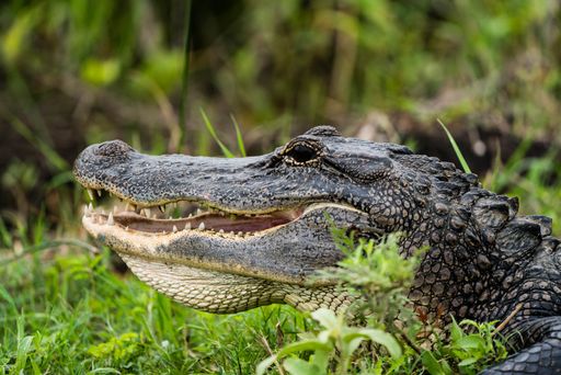 A hungry crocodile lying on the ground in the zoo