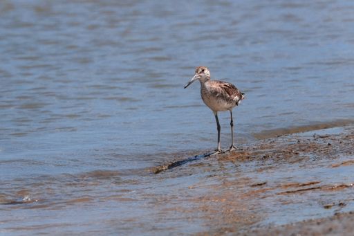 Migrant Willet, Tringa semipalmata, foraging on tidal flat at low tide; it is spending summer on coast at Cayenne, French Guiana, France