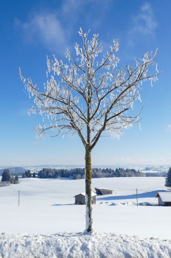 A frosty tree near houses in a village
