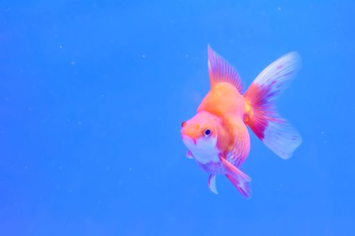 The goldfish in the aquarium on blue background