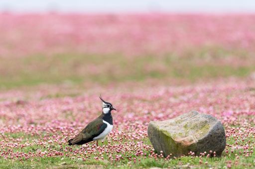 A beautiful shot of a Northern lapwing