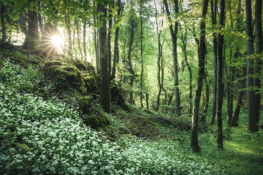 Wild garlic in bloom at sunrise, illuminated by a sunburst in a forest at spring in Valais, Switzerland
