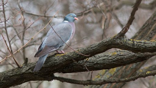 A closeup of grey Vyakhir bird perching on the dry tree branch. Vyakhir is a forest pigeon.