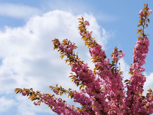 A closeup of pink Japanese cherry tree (Prunus serrulata) in full bloom against blue cloudy sky in spring