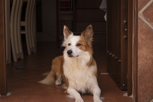 A cute border collie sitting on the floor