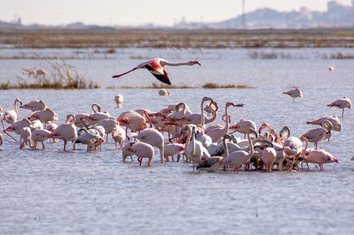 An aerial view of flock of flamingos standing on sandy ground