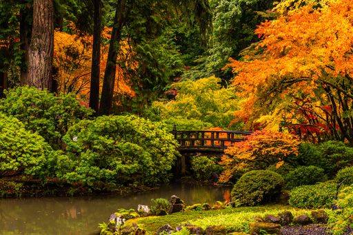 A small wooden bridge on the narrow river surrounded by lush colorful trees in the woods