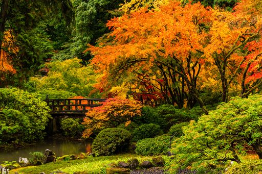 A small wooden bridge on the narrow river surrounded by lush colorful trees in the woods