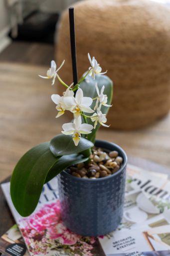 A vertical shot of cute small Phalaenopsis Equestris flowers growing in a pot on top of magazines