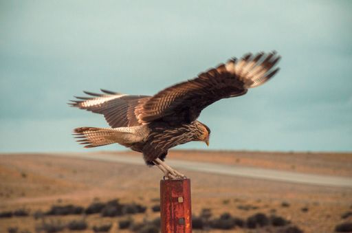 A closeup shot of a hawk landing on a wooden pole
