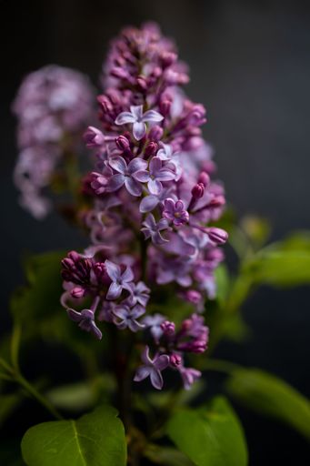 A vertical selective focus shot of a beautiful lilac flower surrounded by lush green leaves