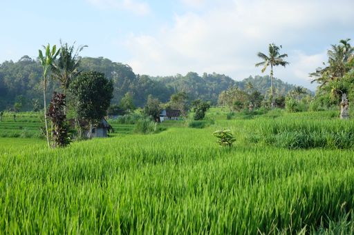 A bright summer day in the countryside with lush green grass surrounded by thick trees