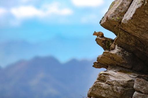 A selective focus shot of a cute squirrel standing on big boulders with the sky in the background