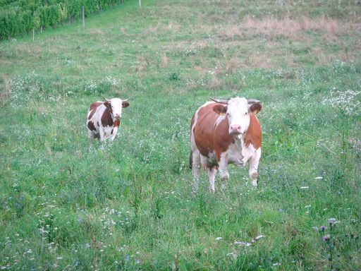 A closeup shot of dairy cows grazing on green grass pasture