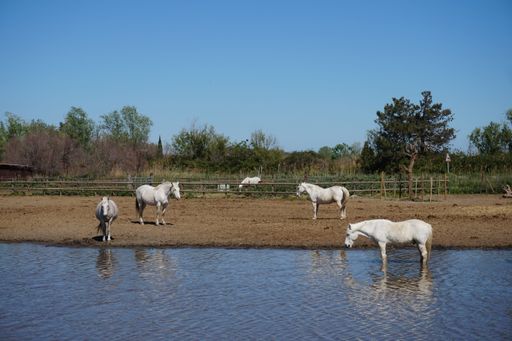 A scenic view of white horses drinking water from a lake and grazing on a farmland