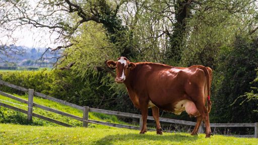 A closeup of a brown cow looking at the camera, standing in a green pasture against trees