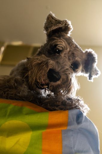 A vertical shot of a cute Miniature Schnauzer lying on the blankets under the lights
