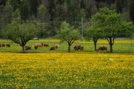 A beautiful view of cows grazing in the meadow