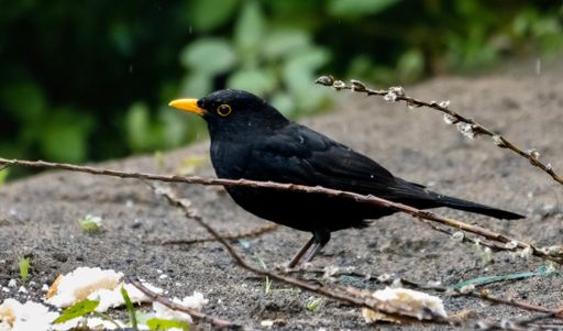 A Common blackbird with rain drops in the forest with blur background