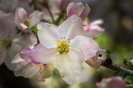 A selective focus shot of apple blossoms on the tree with blur background