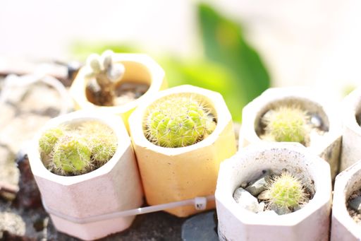 A closeup shot of cactus plants growing in plants pots in a house garden on a sunny day with blurred background