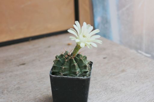 A top view of a flowering cactus plant growing in a plants pot on a wooden shelf on a sunny day