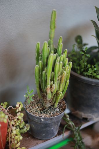 A closeup shot of green plants and cactus growing in plants pots on a wooden shelf by a white wall in a house garden on a sunny day