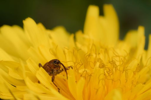 Bug (Hemiptera) sitting on yellow flower. Macro insects photograph in Munich, Germany, Europe