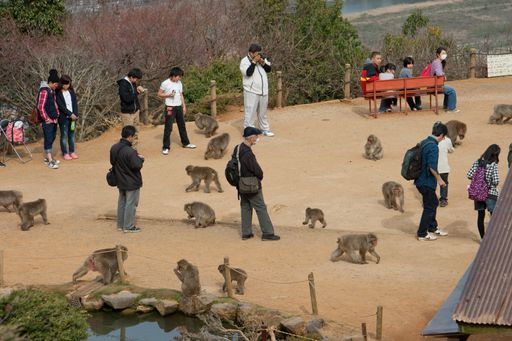Tourists and visitors mingle among Japanese macaque monkeys (macaca fuscata) in Arashiyama Monkey Park in Kyoto, Japan