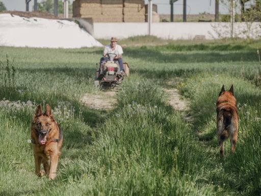 senior italian farmer transporting seeds in his small tractor in the fields with his dogs
