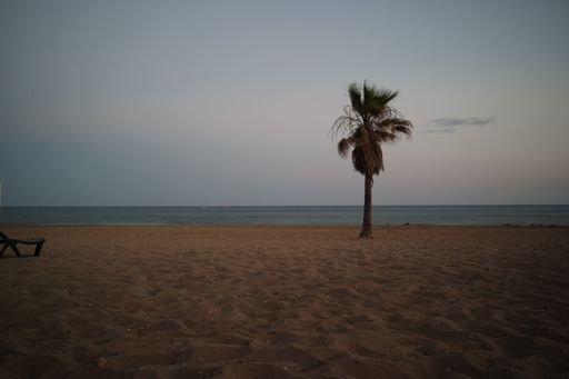 A beautiful shot of a palm tree on a beach in Turkey during dusk