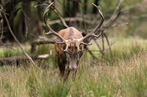 A beautiful shot of a red deer (Cervus elaphus) walking in the forest