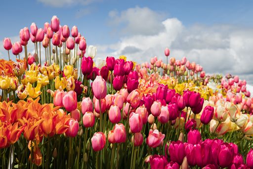 Colorful pink yellow red white bouquet arrangement of flowers in full sun