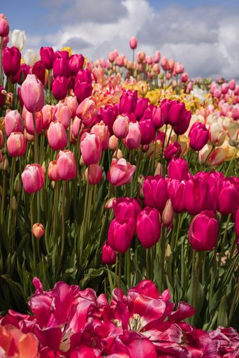 A vertical shot of colorful pink yellow red white bouquet arrangement of flowers in full sun