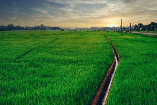 A beautiful view of a green paddy field under the cloudy sunset sky