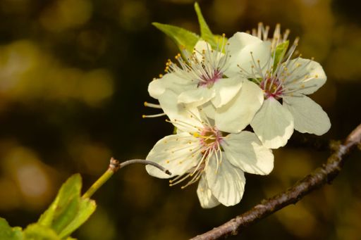 A closeup shot of a blooming blossom branch with white flowers