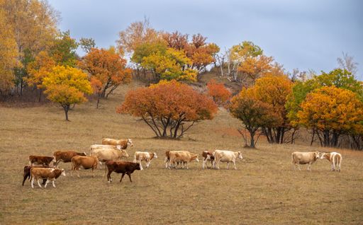 A scenic view of cattle grazing grass on a golden pasture in a rural area