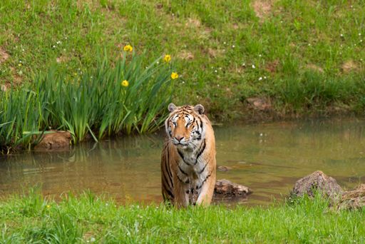 Tiger emerging from the water of a pond after taking a bath