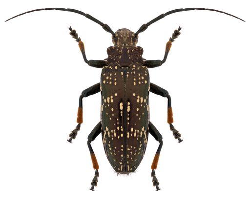 Sphingnotus dunningi longhorn beetle specimen