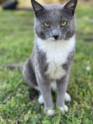 A closeup shot of gray and white cat with yellow eyes sitting and looking at camera